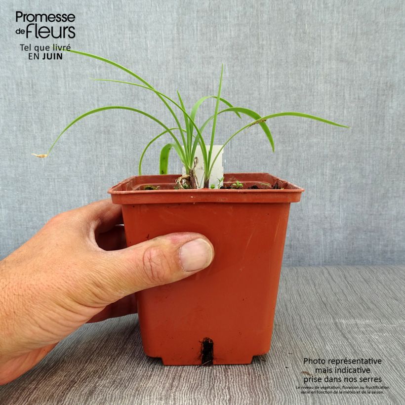 Spécimen de Agapanthe Purple Cloud Pot de 1L/1,5L tel que livré en été