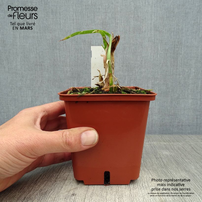 Spécimen de Agapanthe Purple Cloud Pot de 1L/1.5L tel que livré au printemps