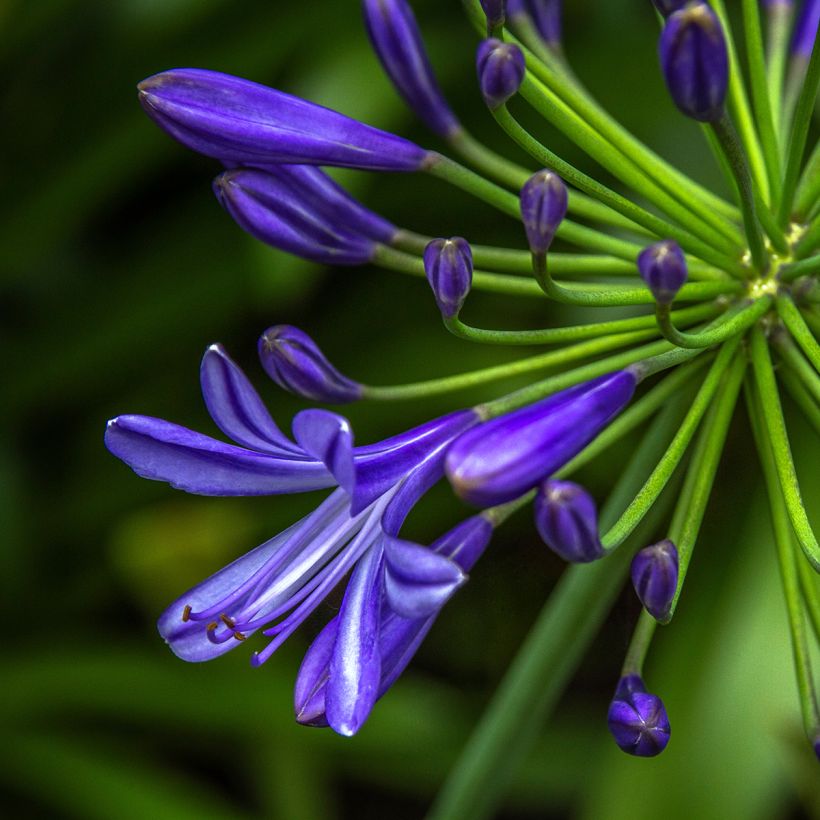 Agapanthe Purple Cloud (Floraison)