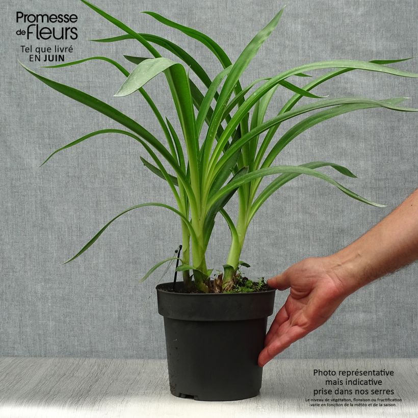 Spécimen de Agapanthe Purple Heart Pot de 2L/3L tel que livré en été