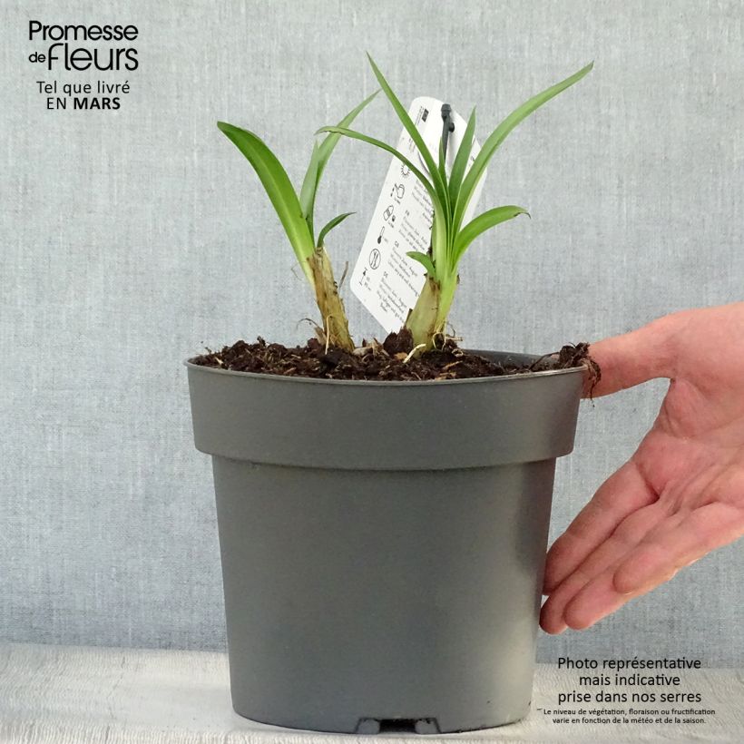 Spécimen de Agapanthe Purple Heart Pot de 2L/3L tel que livré au printemps