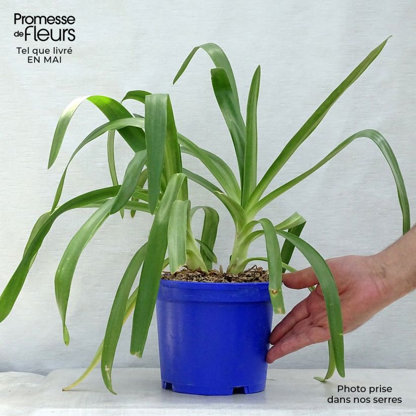 Spécimen de Agapanthe Queen Mum en pot de 2L/3L tel que livré au printemps