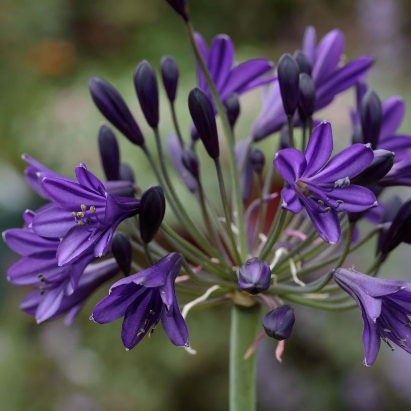 Agapanthe Royal Velvet (Floraison)