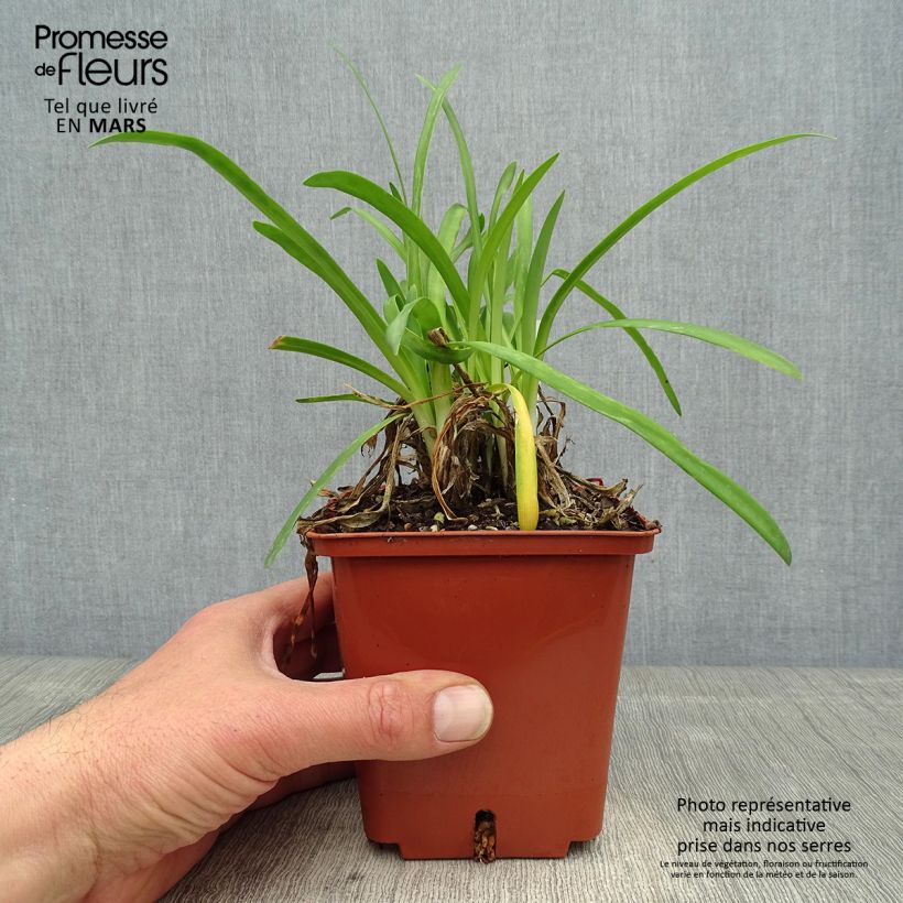 Spécimen de Agapanthe Silver Baby - pot de 2L./3L. tel que livré au printemps