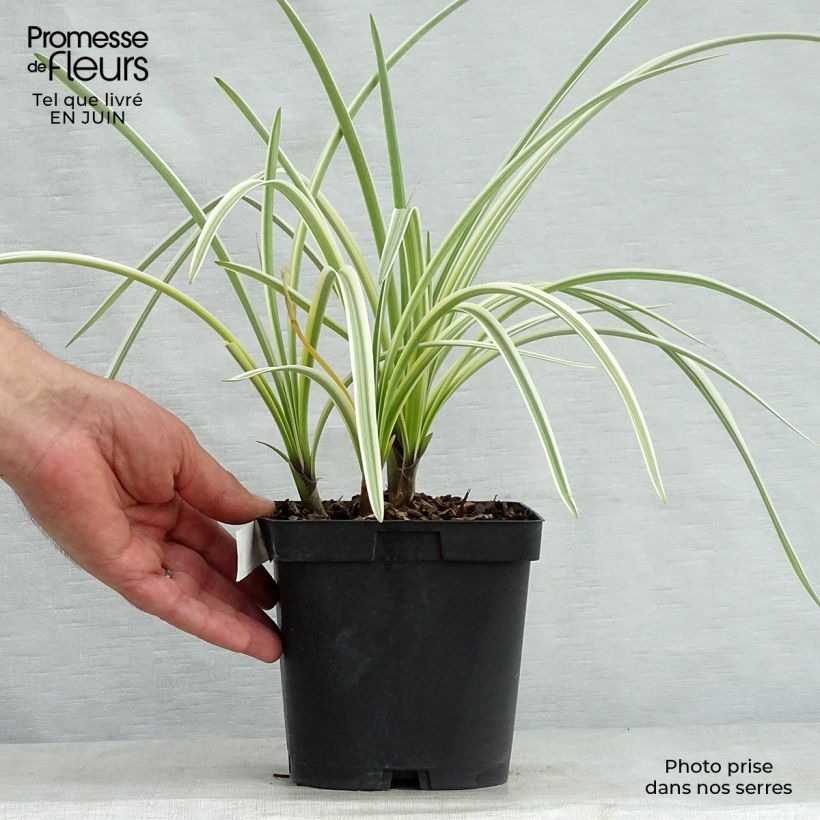 Spécimen de Agapanthe Silver Moon Pot de 1L/1,5L tel que livré en été