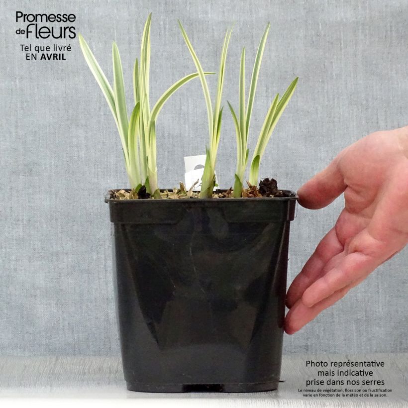 Spécimen de Agapanthe Silver Moon Pot de 1L/1.5L tel que livré au printemps