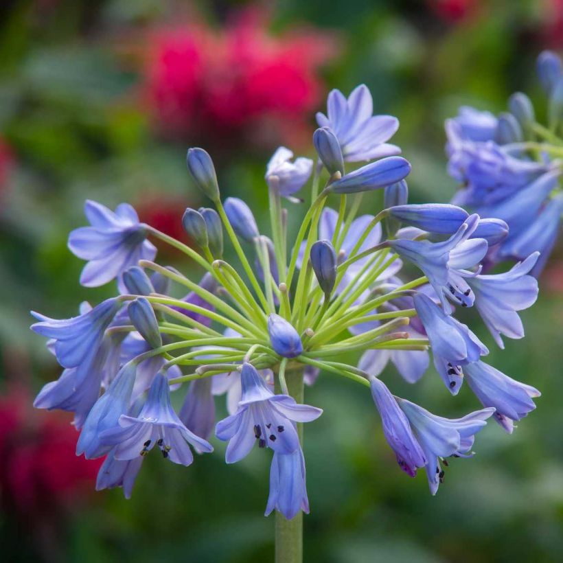 Agapanthe Southern Cross - Agapanthus (Floraison)