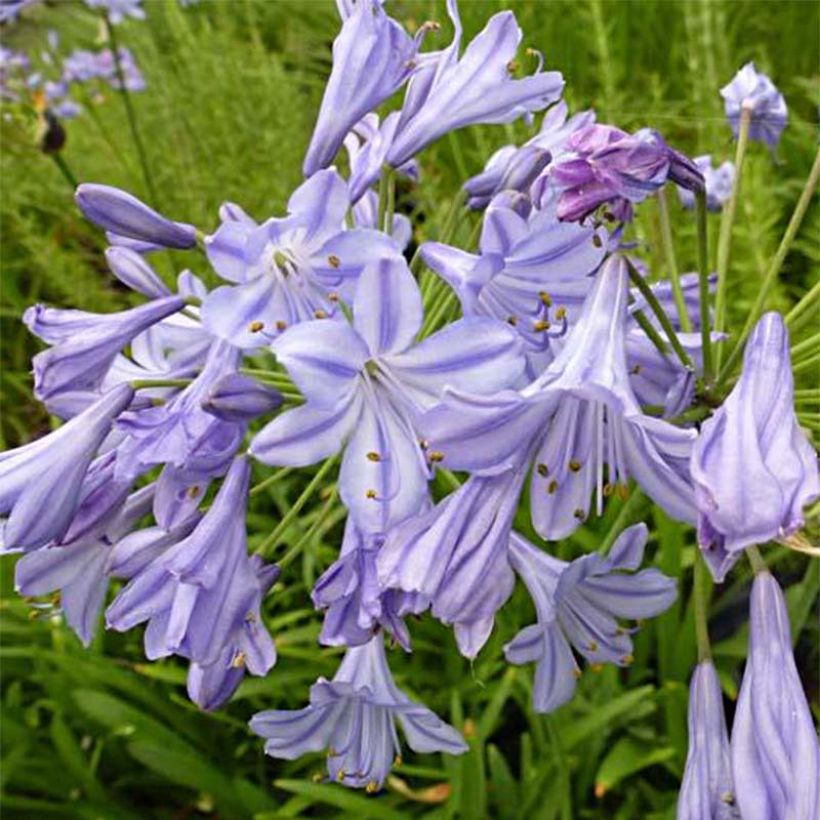 Agapanthe Stars and Stripes (Floraison)