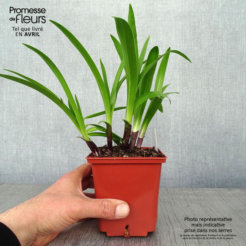 Spécimen de Agapanthe Stars and Stripes pot de 1L/1.5L tel que livré au printemps