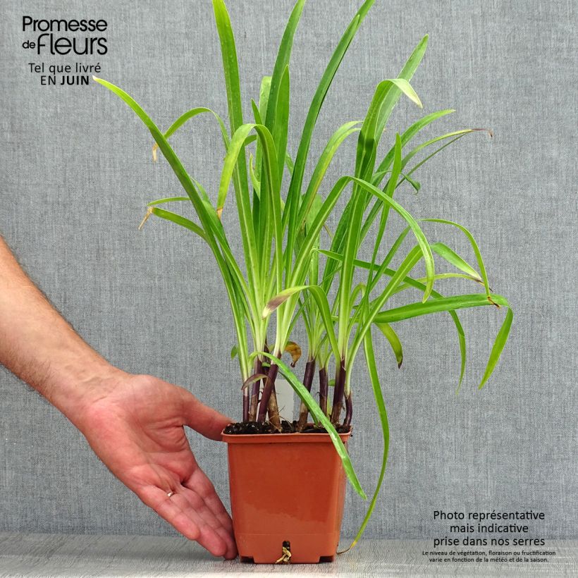 Spécimen de Agapanthe Stars and Stripes Pot de 1L/1,5L tel que livré en été