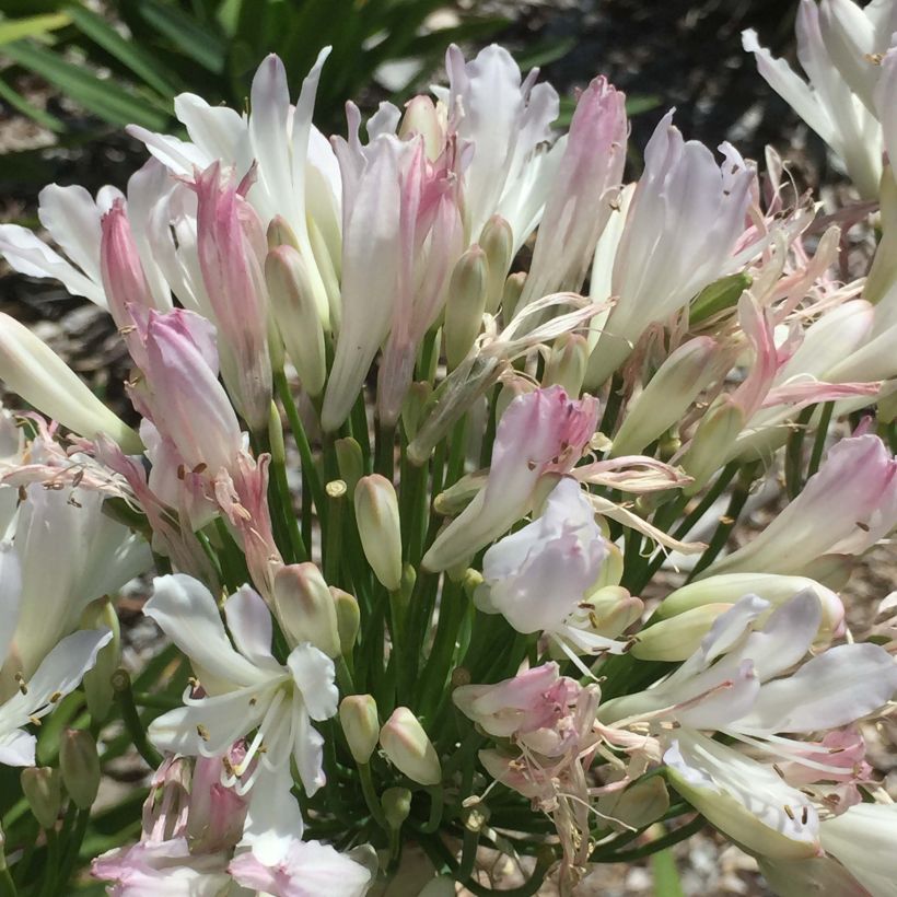 Agapanthe Strawberry Ice (Floraison)