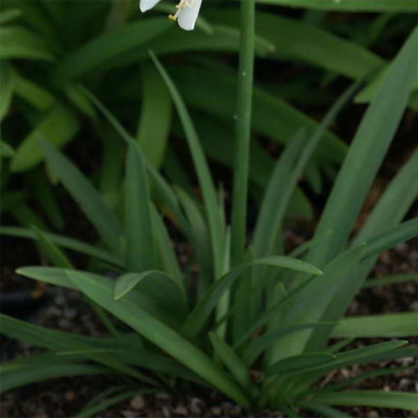 Agapanthe Thumbelina (Feuillage)