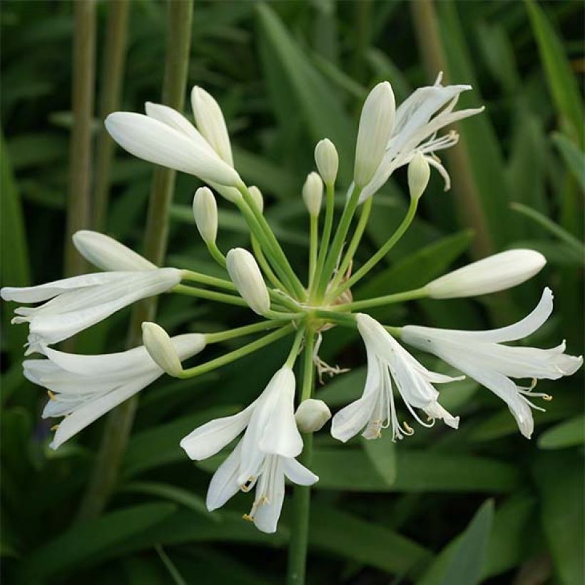 Agapanthe Thumbelina (Floraison)