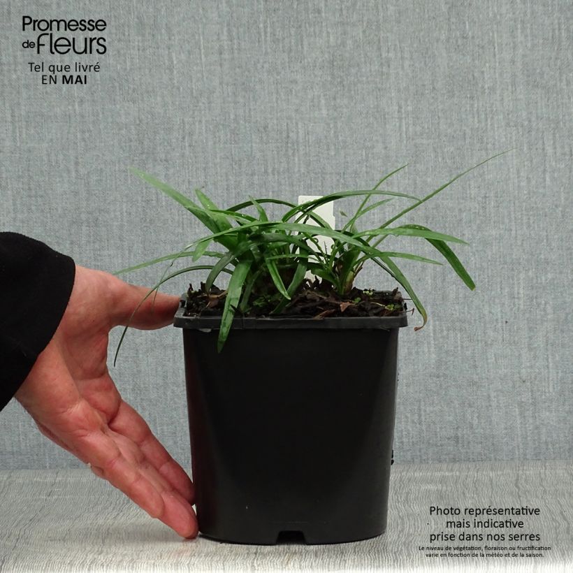 Spécimen de Agapanthe Thumbelina - pot de 2L/3L tel que livré au printemps