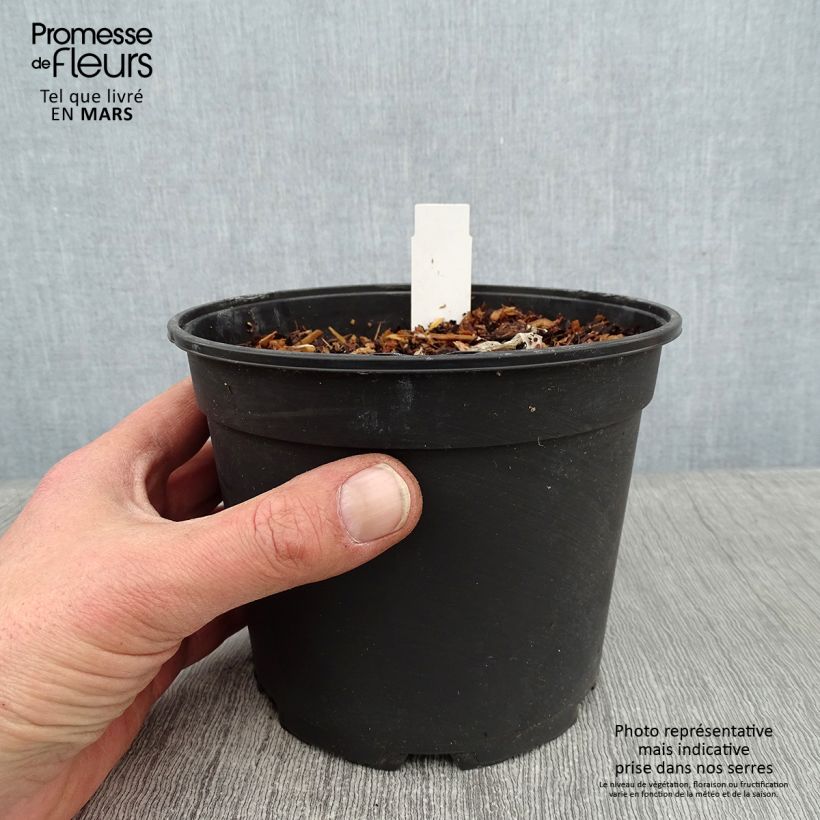 Spécimen de Agapanthe Tinkerbell Pot de 2L/3L tel que livré en hiver