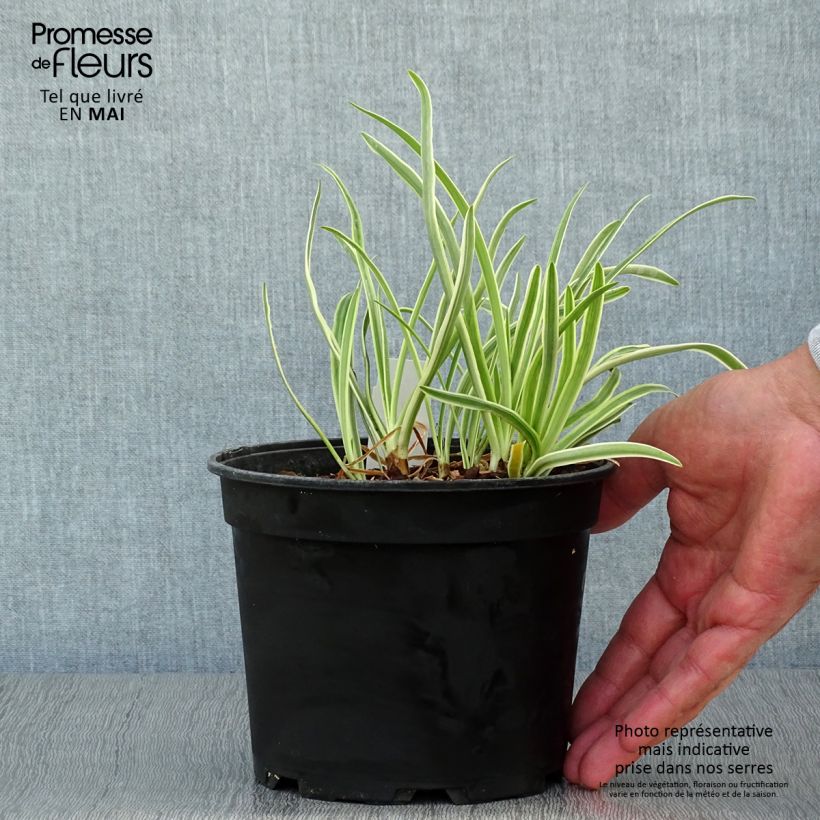 Spécimen de Agapanthe Tinkerbell Pot de 2L/3L tel que livré au printemps