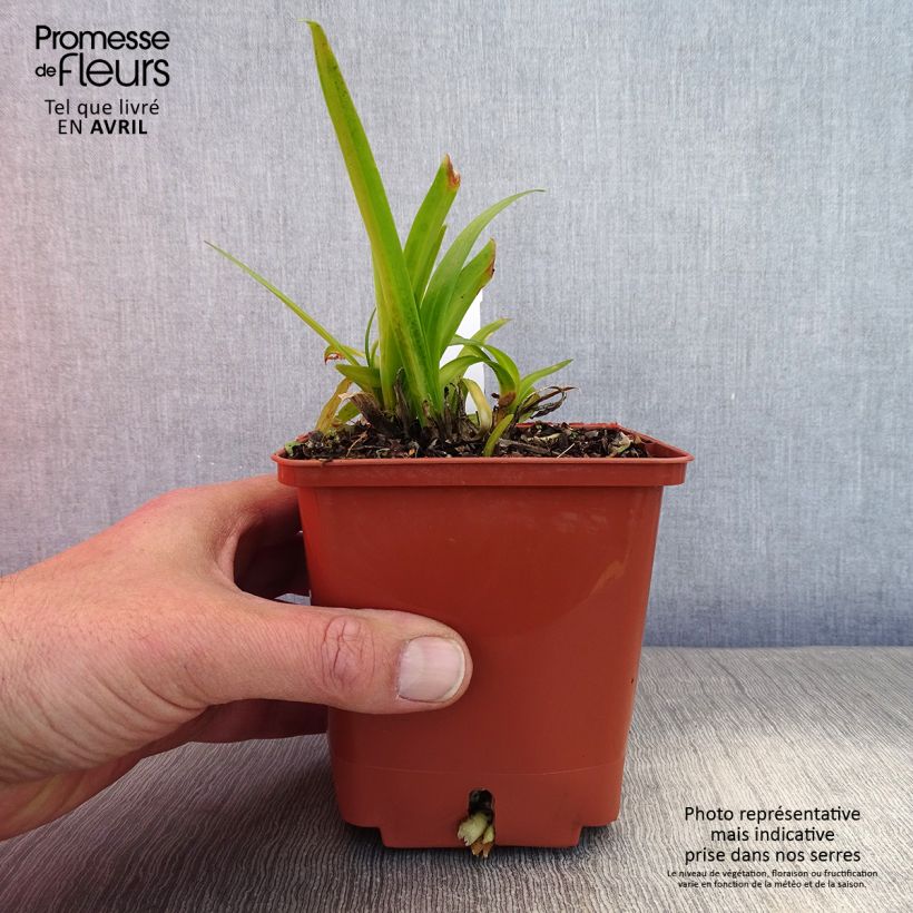 Spécimen de Agapanthe Tom Thumb - pot de 1L/1.5L tel que livré au printemps