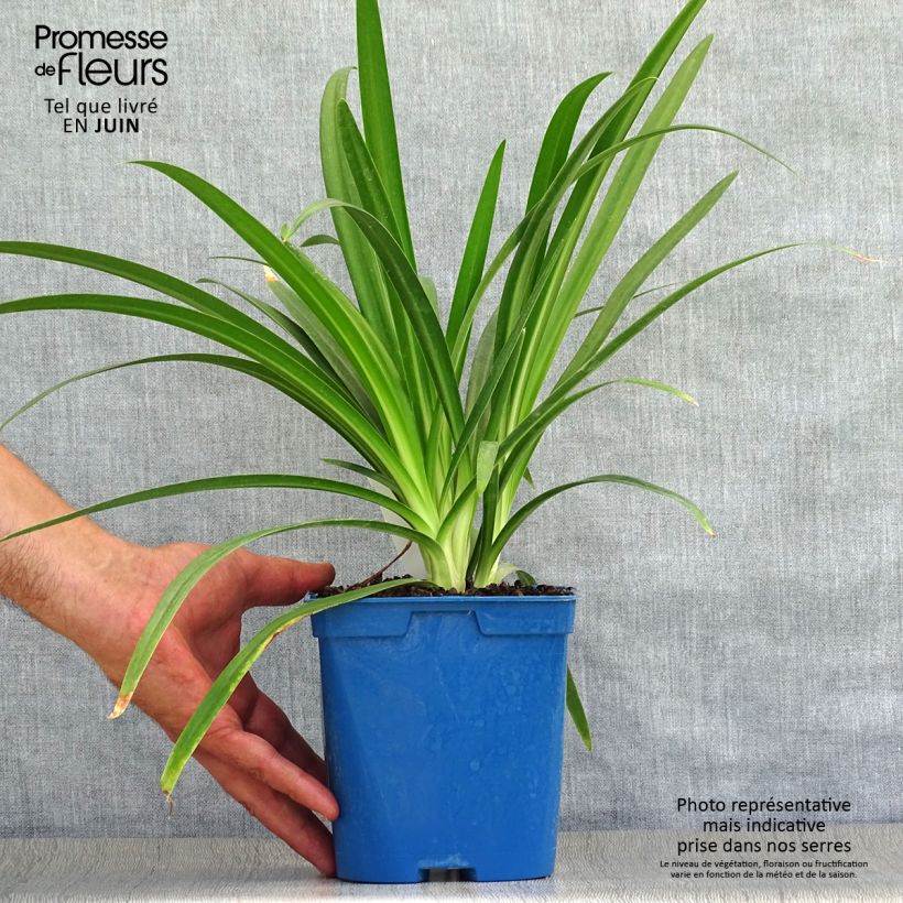 Spécimen de Agapanthe Twister Pot de 1,5L/2L tel que livré en été