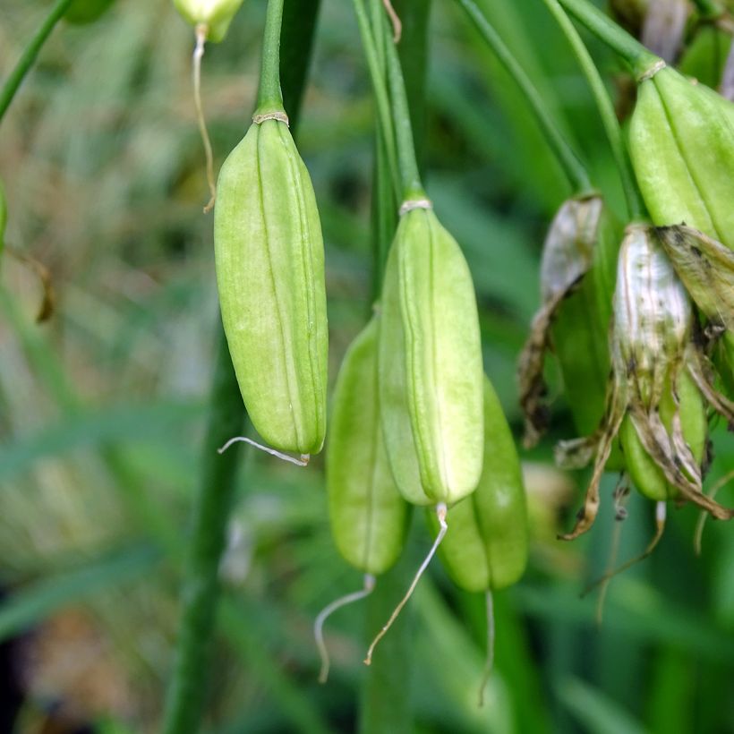 Agapanthe Twister (Récolte)