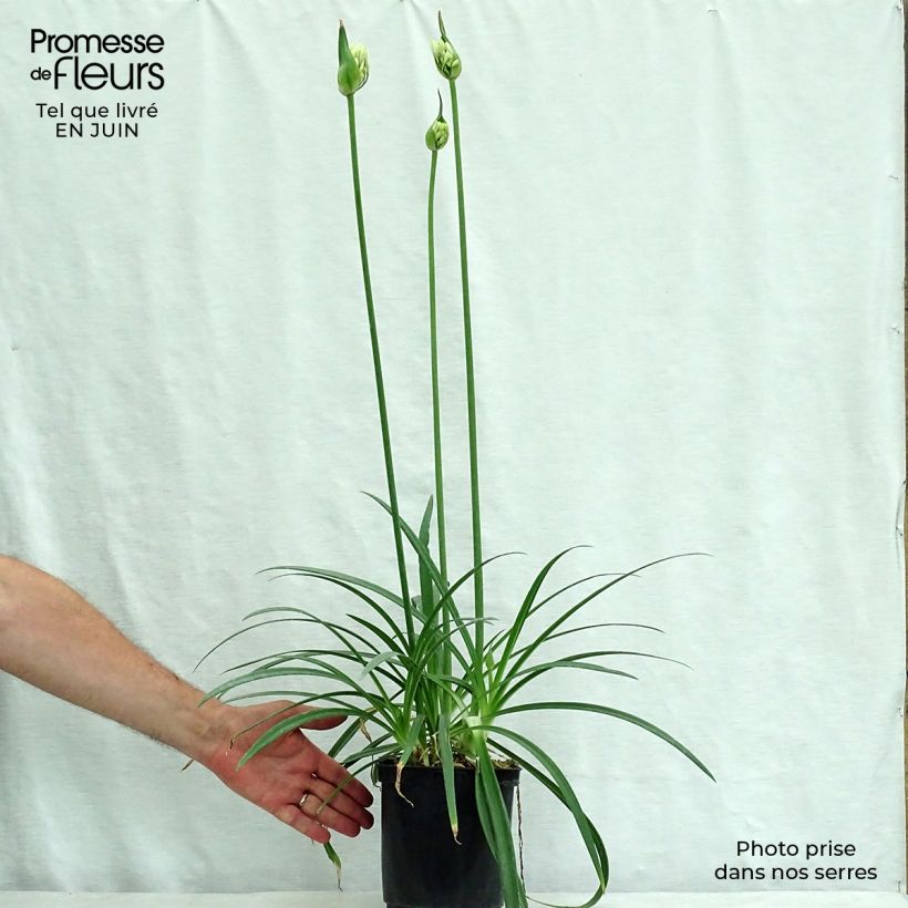 Spécimen de Agapanthe Twister Pot de 3L/4L tel que livré en été