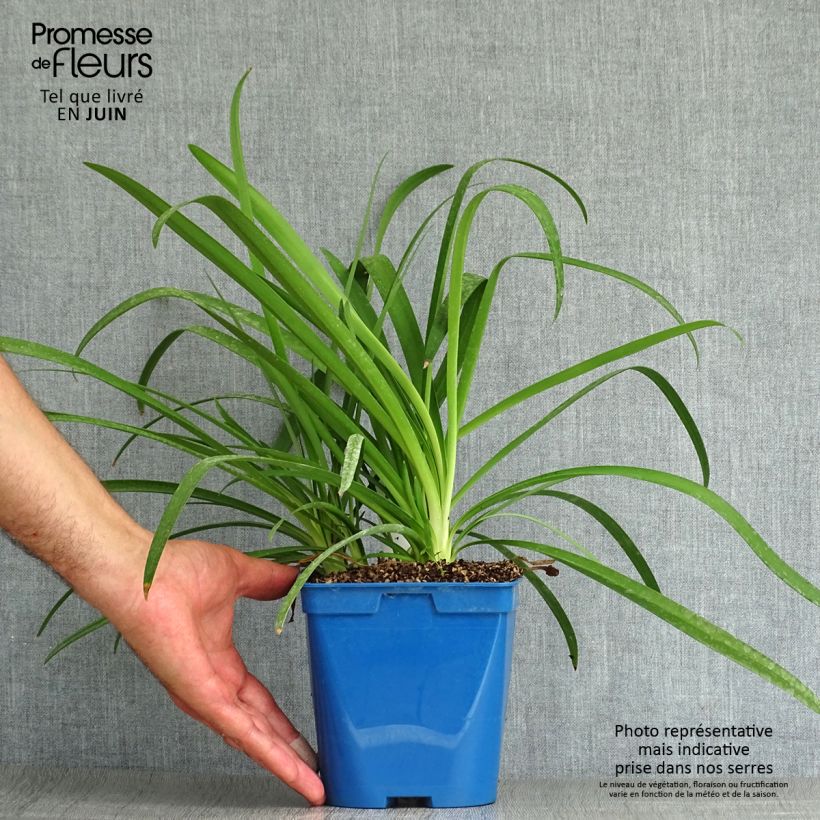 Spécimen de Agapanthe Vallée de la Sarthe Pot de 2L/3L tel que livré en été
