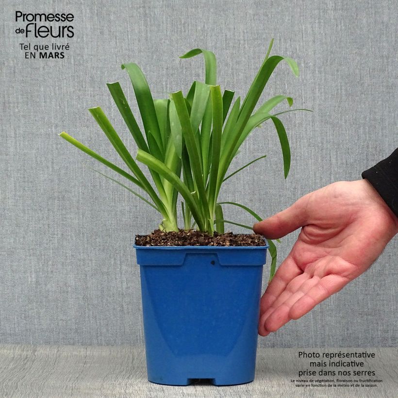 Spécimen de Agapanthe Vallée de la Sarthe Pot de 2L/3L tel que livré au printemps