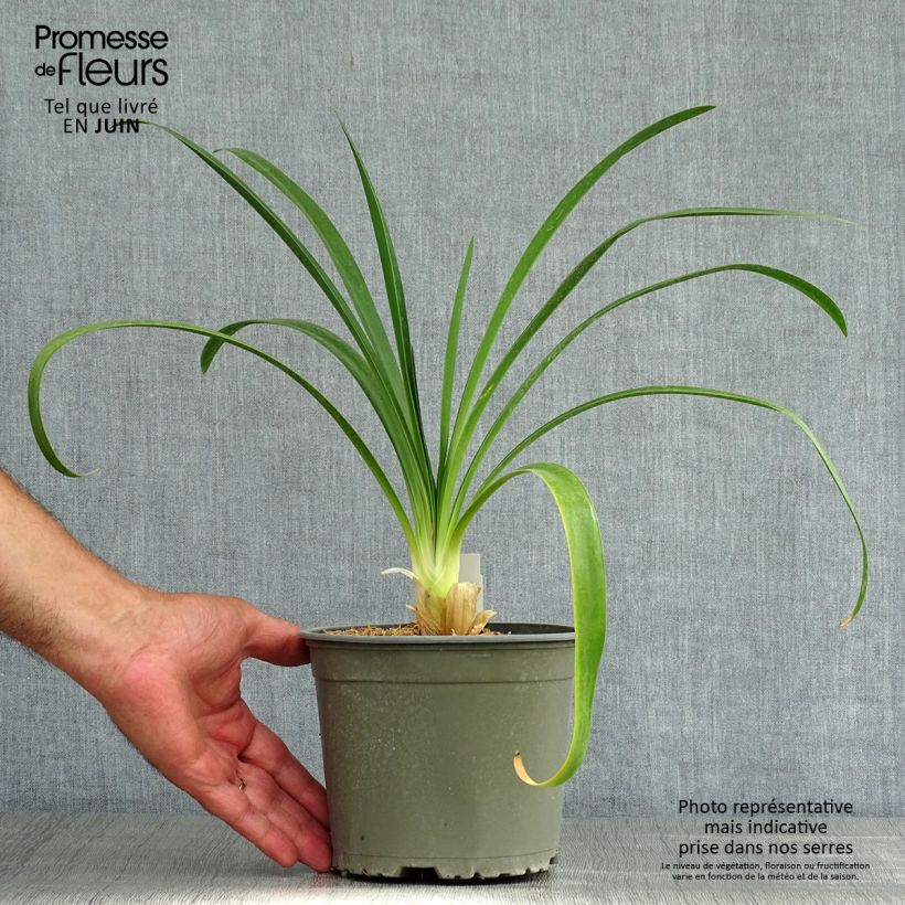 Spécimen de Agapanthe White Heaven Pot de 2L/3L tel que livré en été