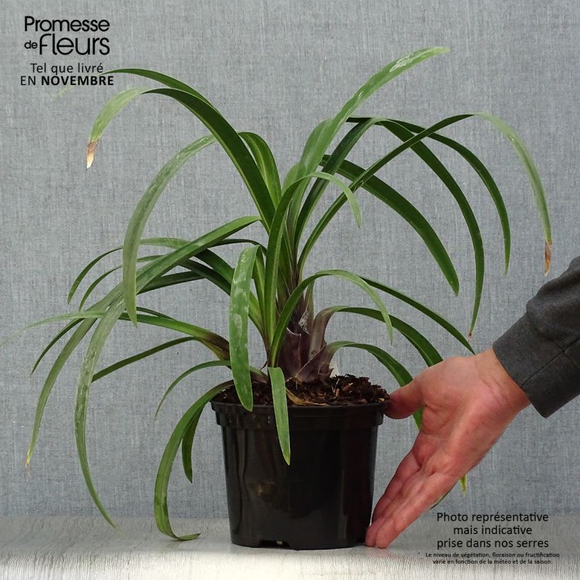 Spécimen de Agapanthe Windsor Grey Pot de 2L/3L tel que livré en automne