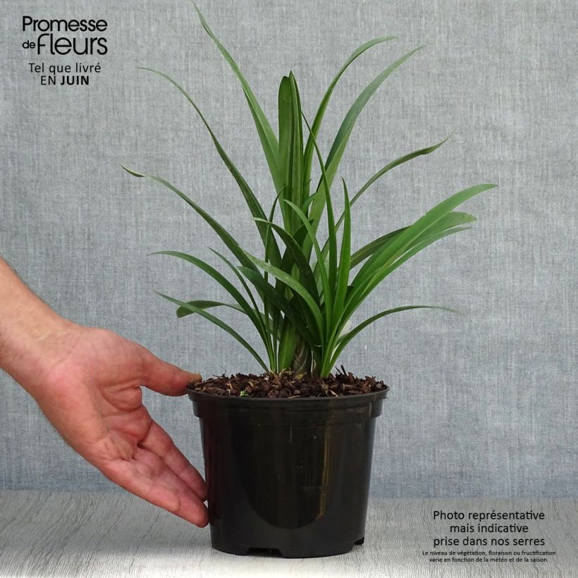 Spécimen de Agapanthe Windsor Grey Pot de 2L/3L tel que livré en été