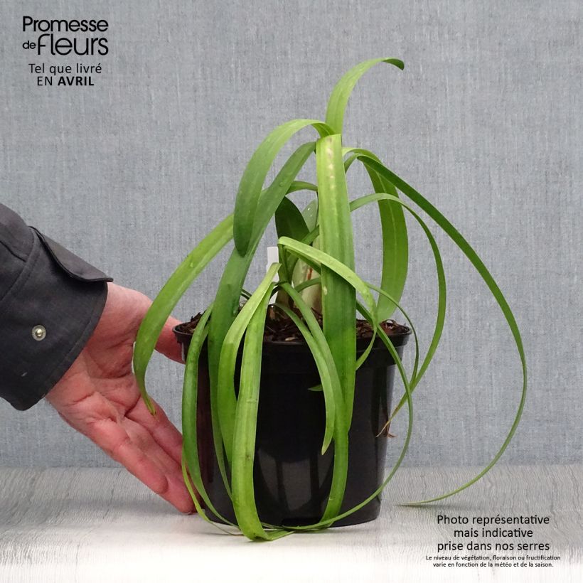 Spécimen de Agapanthe Windsor Grey en pot de 2L/3L tel que livré au printemps