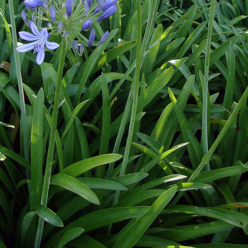 Agapanthe umbellatus (africanus) (Feuillage)