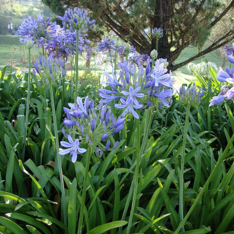 Agapanthe umbellatus (africanus) (Port)