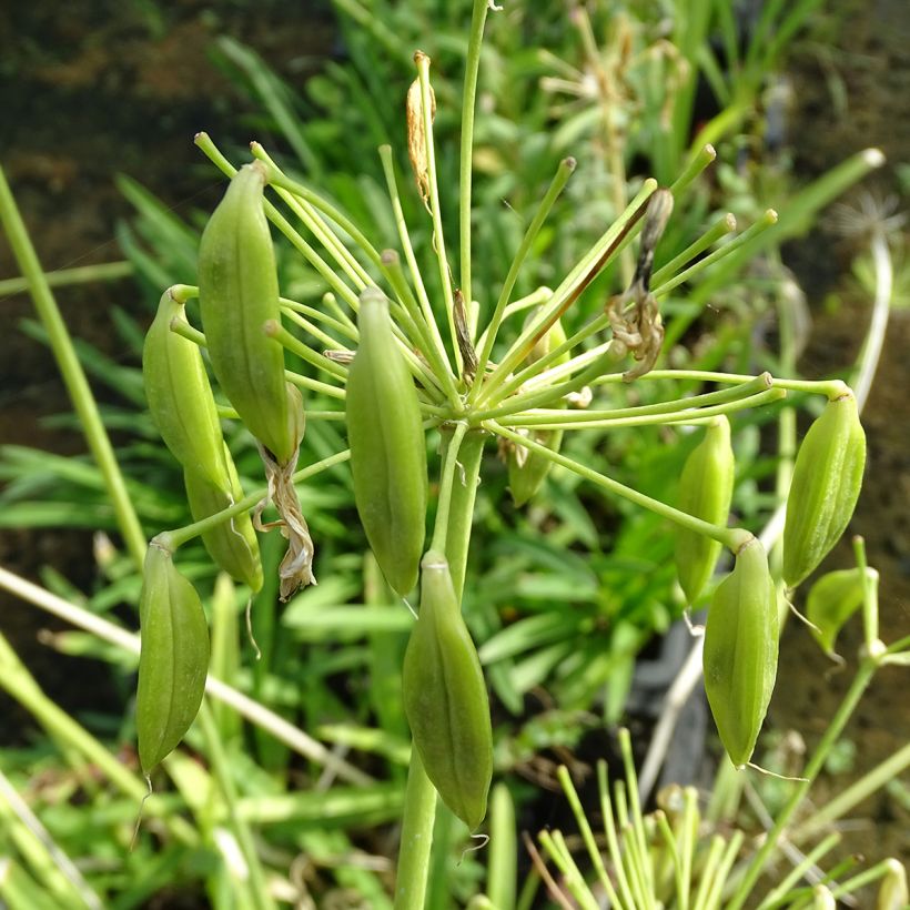 Agapanthe africanus (umbellatus) Albus (Récolte)