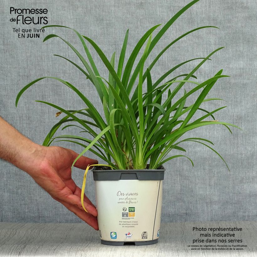 Spécimen de Agapanthe africanus (umbellatus) Albus Pot de 2L/3L tel que livré en été