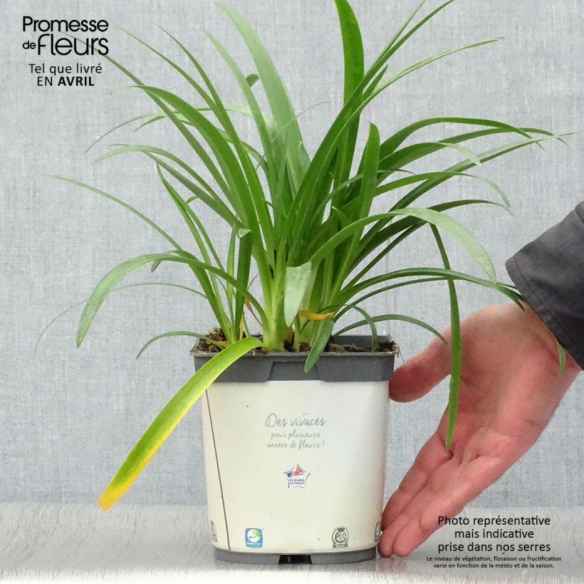 Spécimen de Agapanthe africanus (umbellatus) Albus en pot de 3L tel que livré au printemps
