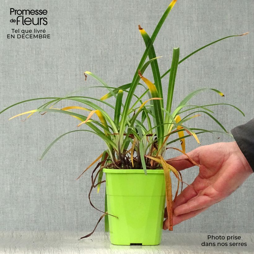 Spécimen de Agapanthe hybride Blue Jeans Pot de 1,5L tel que livré en hiver