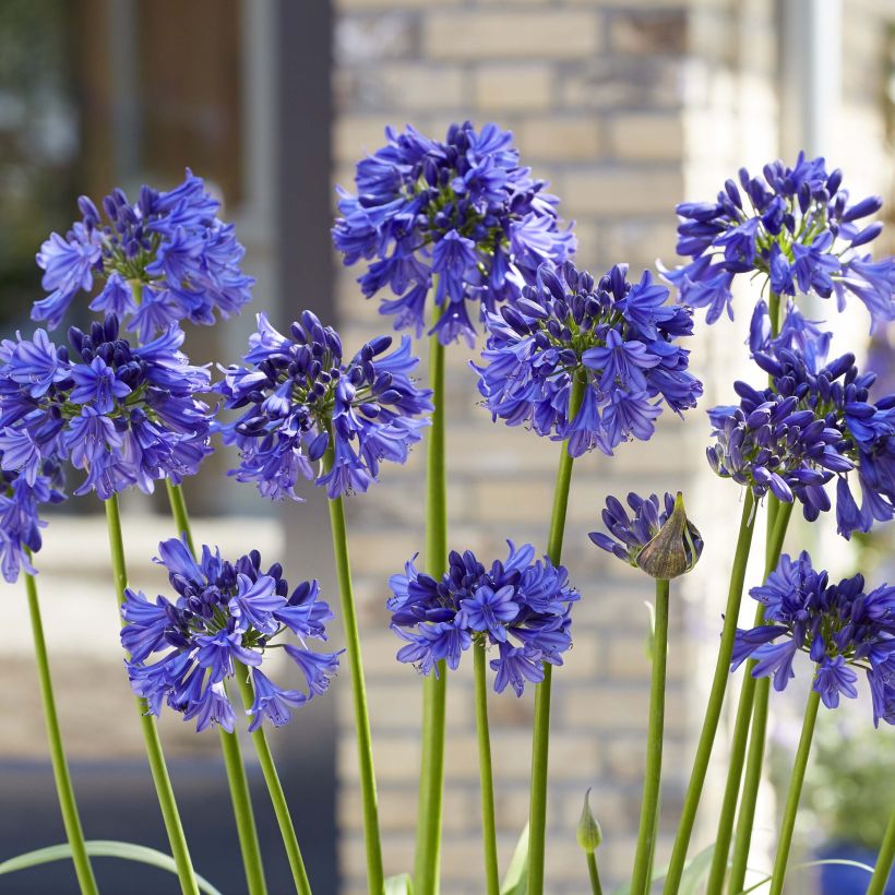 Agapanthe hybride Blue Thunder (Floraison)