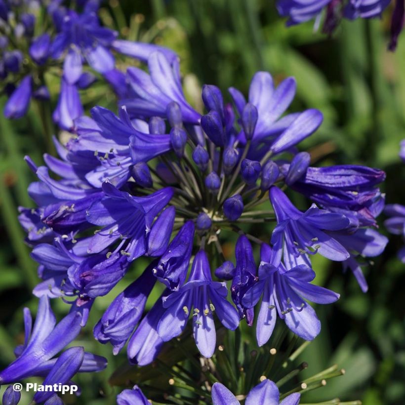 Agapanthe hybride Ever Sapphire (Floraison)