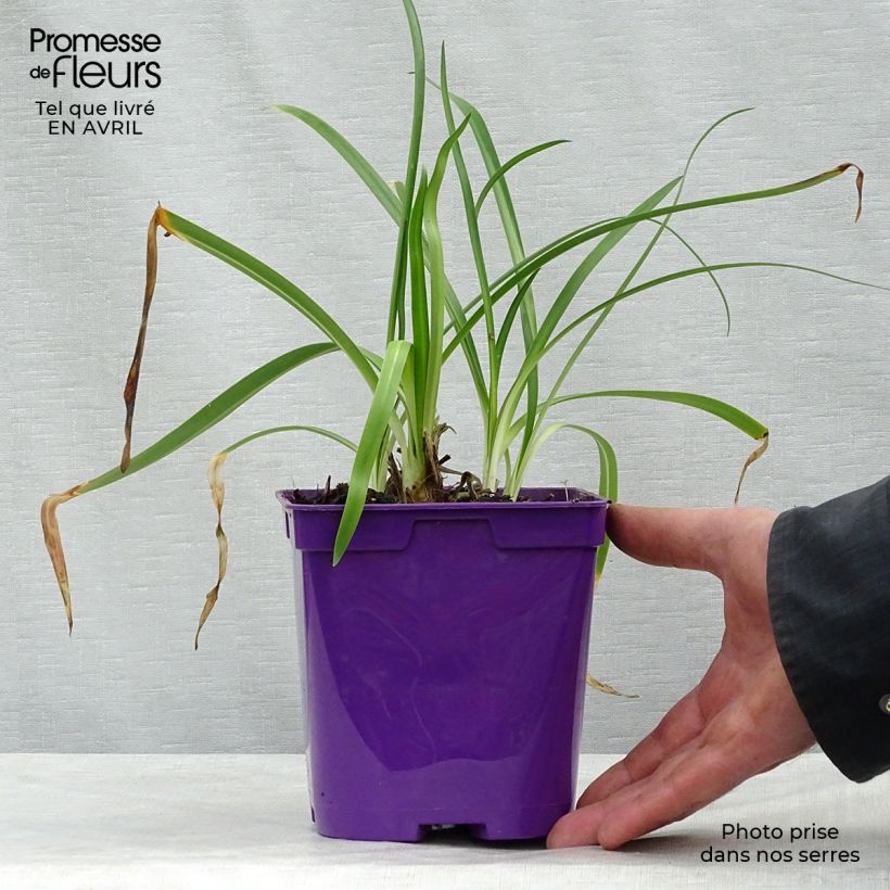 Spécimen de Agapanthe hybride Ever Sapphire Pot de 1,5L/2L tel que livré au printemps