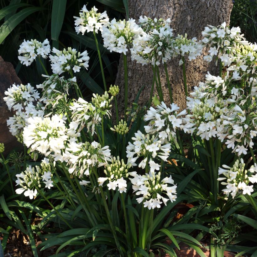 Agapanthe hybride Ever White (Floraison)