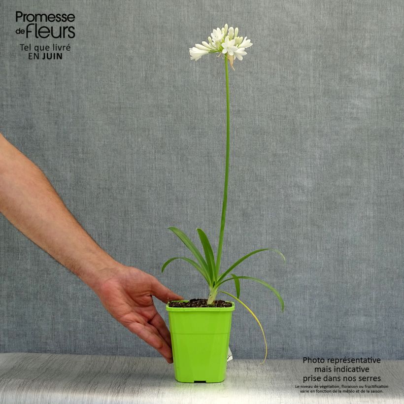 Spécimen de Agapanthe hybride Ever White Pot de 1L/1,5L tel que livré en été