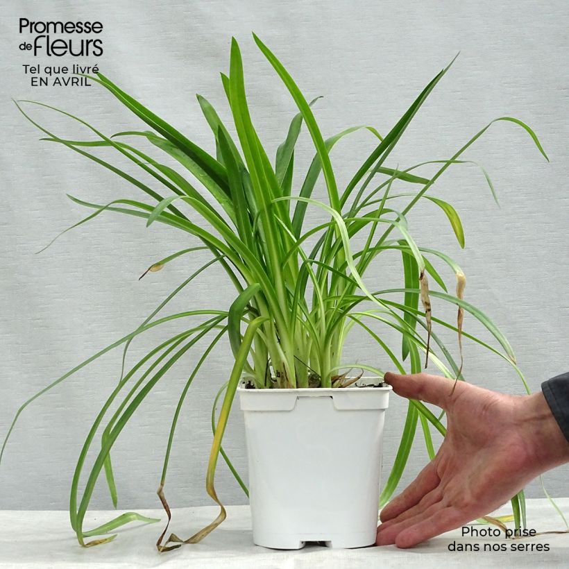 Spécimen de Agapanthe hybride Ever White - pot de 1L/1.5L tel que livré au printemps