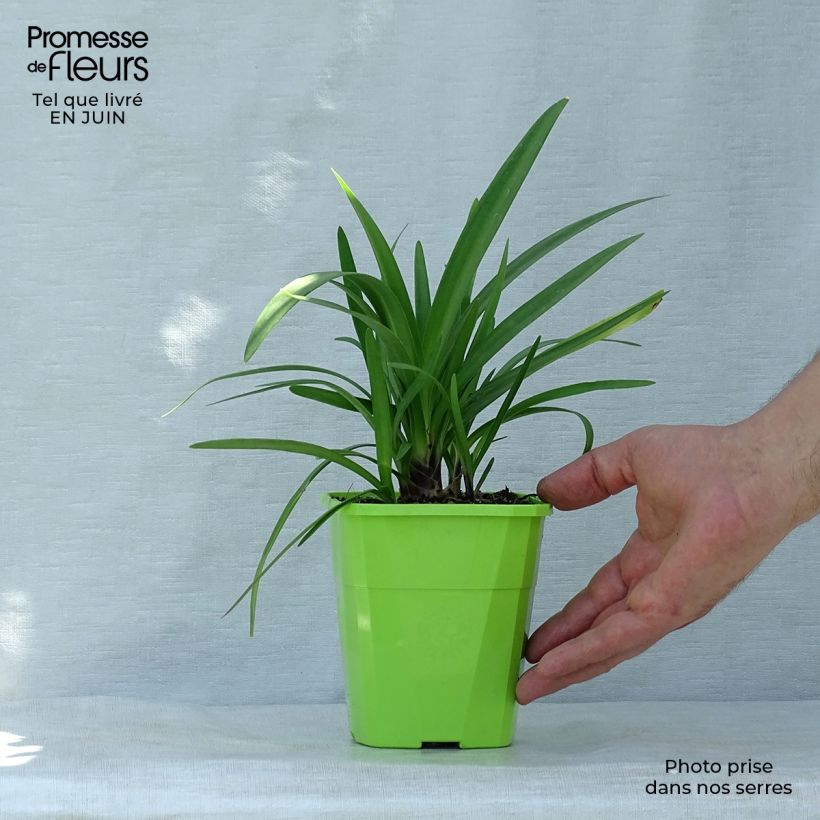 Spécimen de Agapanthe hybride Fireworks Pot de 1L/1,5L tel que livré en été