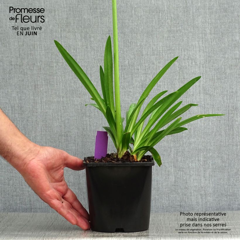 Spécimen de Agapanthe hybride Fireworks Pot de 2L/3L tel que livré en été