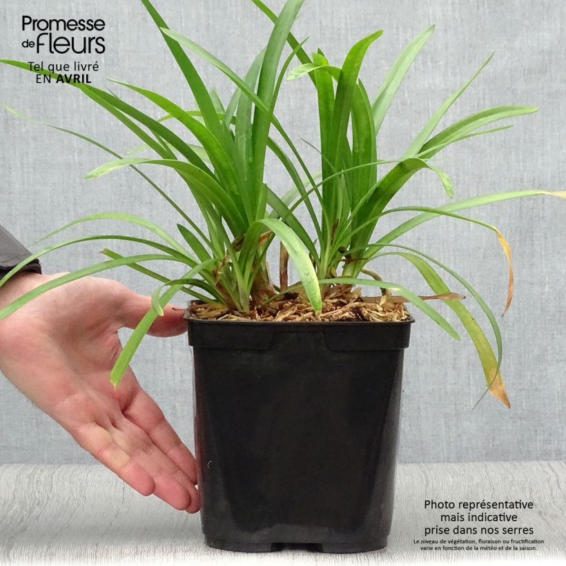 Spécimen de Agapanthe hybride Fireworks en pot de 2/3 litres tel que livré au printemps