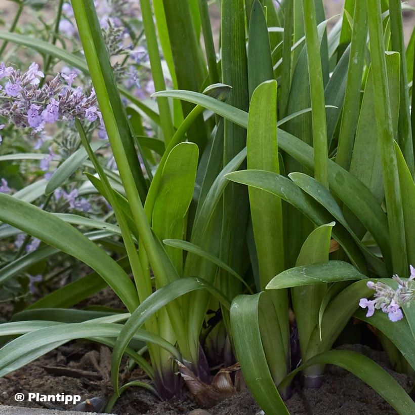 Agapanthe hybride Poppin' Purple (Feuillage)