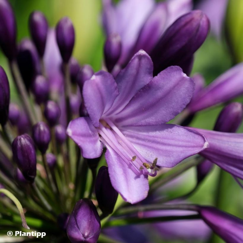 Agapanthe hybride Poppin' Purple (Floraison)