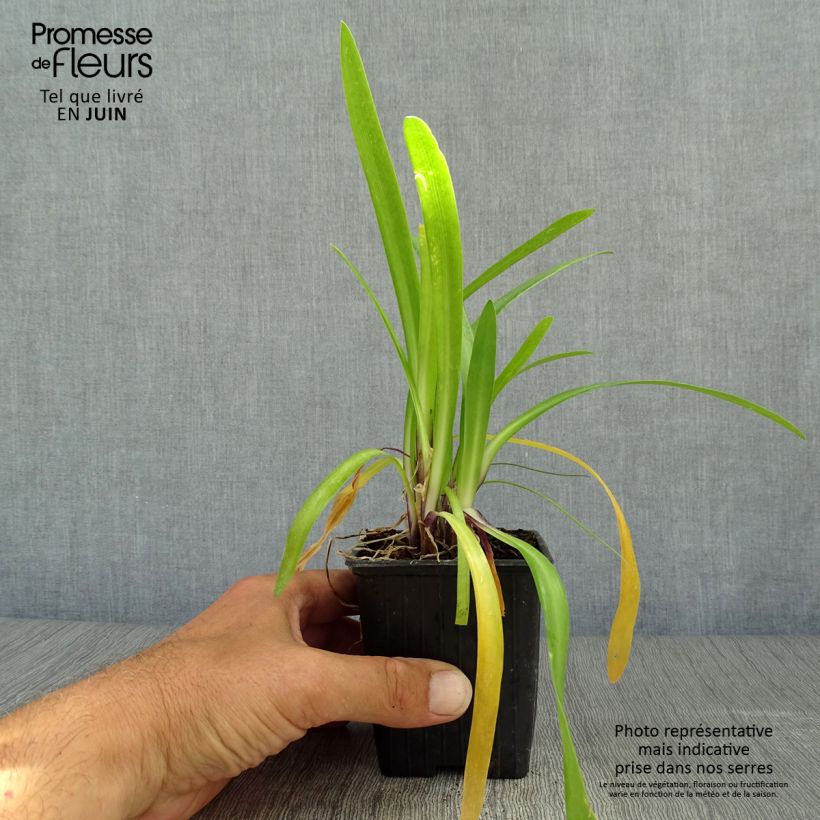 Spécimen de Agapanthe hybride Poppin' Purple Godet de 8/9 cm tel que livré en été