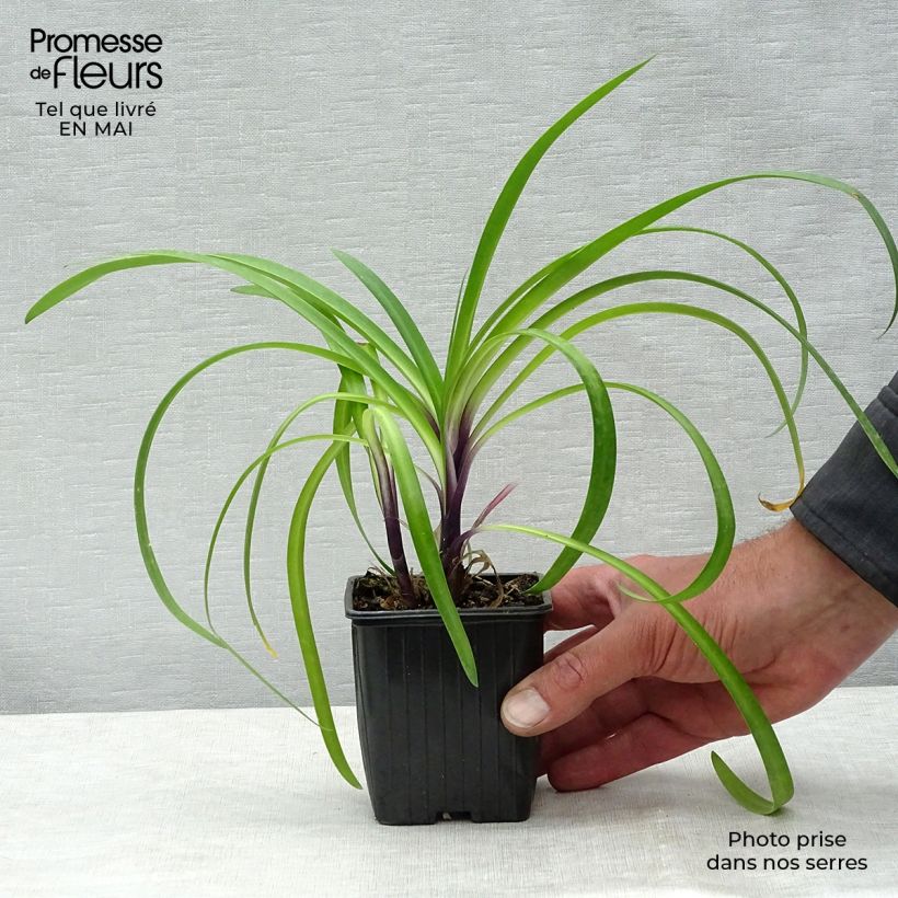 Spécimen de Agapanthe hybride Poppin' Purple en godet de 9 cm tel que livré au printemps