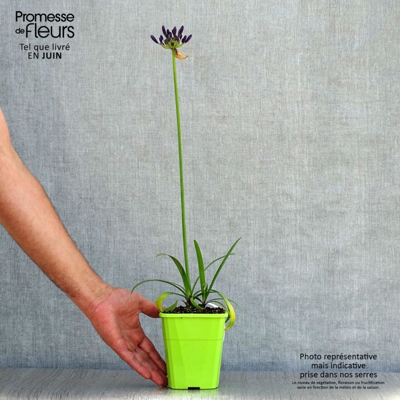 Spécimen de Agapanthe hybride Poppin' Purple Pot de 1,5L/2L tel que livré en été